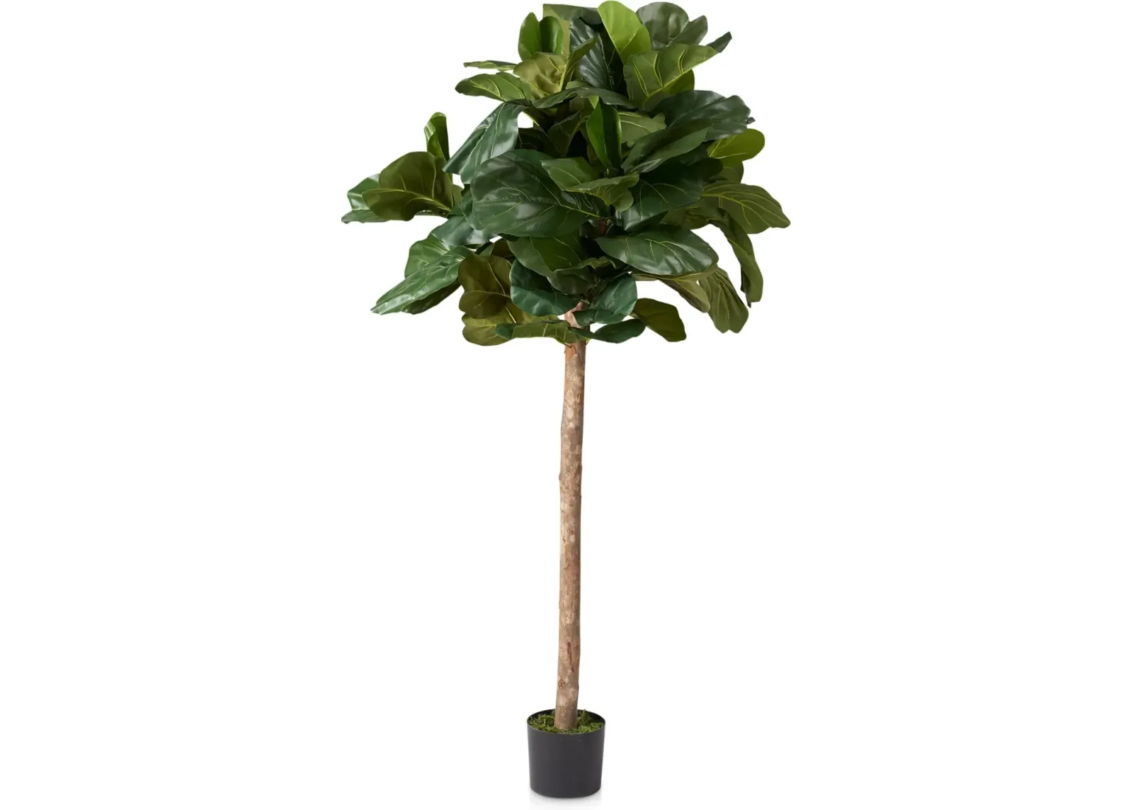 Faux 6' Round Fiddle Leaf Fig Tree