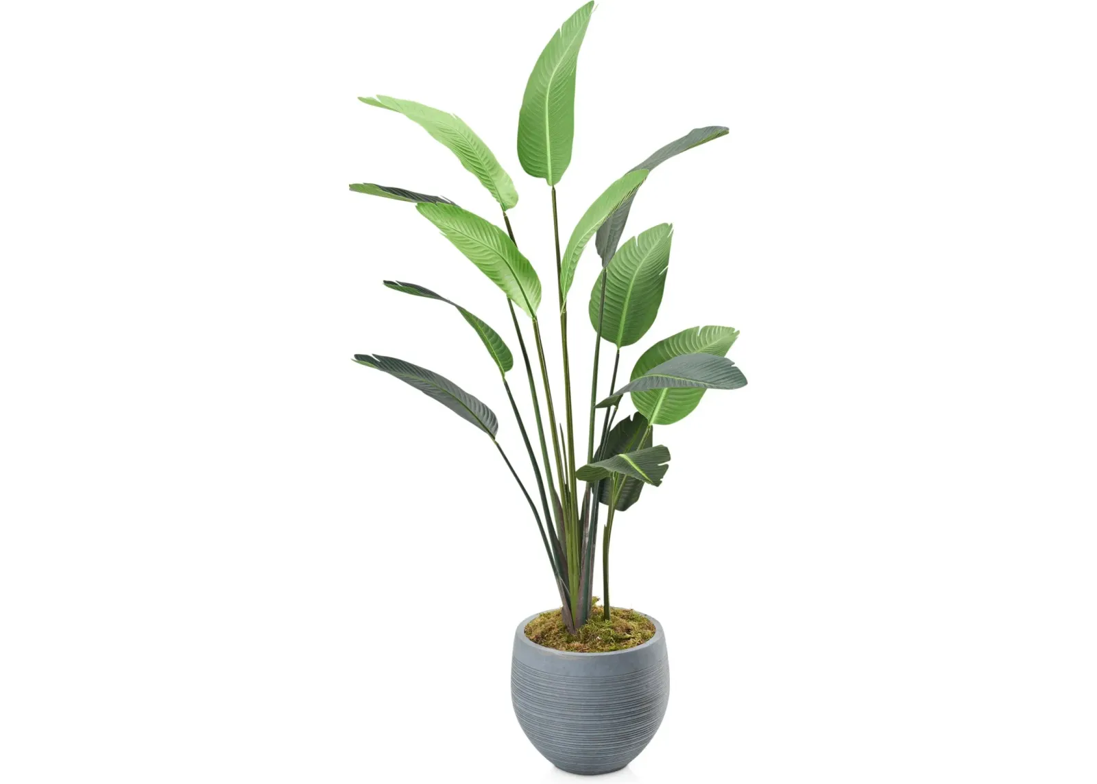 Faux 7' Travellers Palm Tree with Joel Planter - Medium