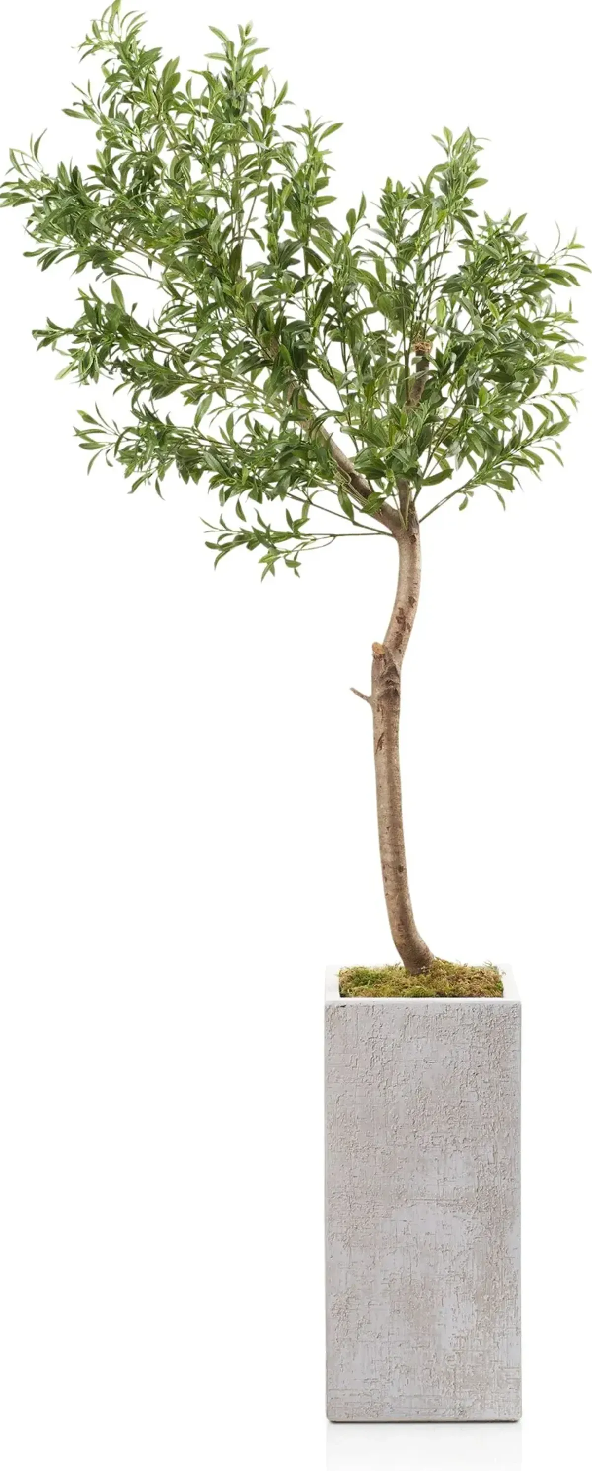 Faux 6.5' Olive Tree with White Sanibel Planter - Medium