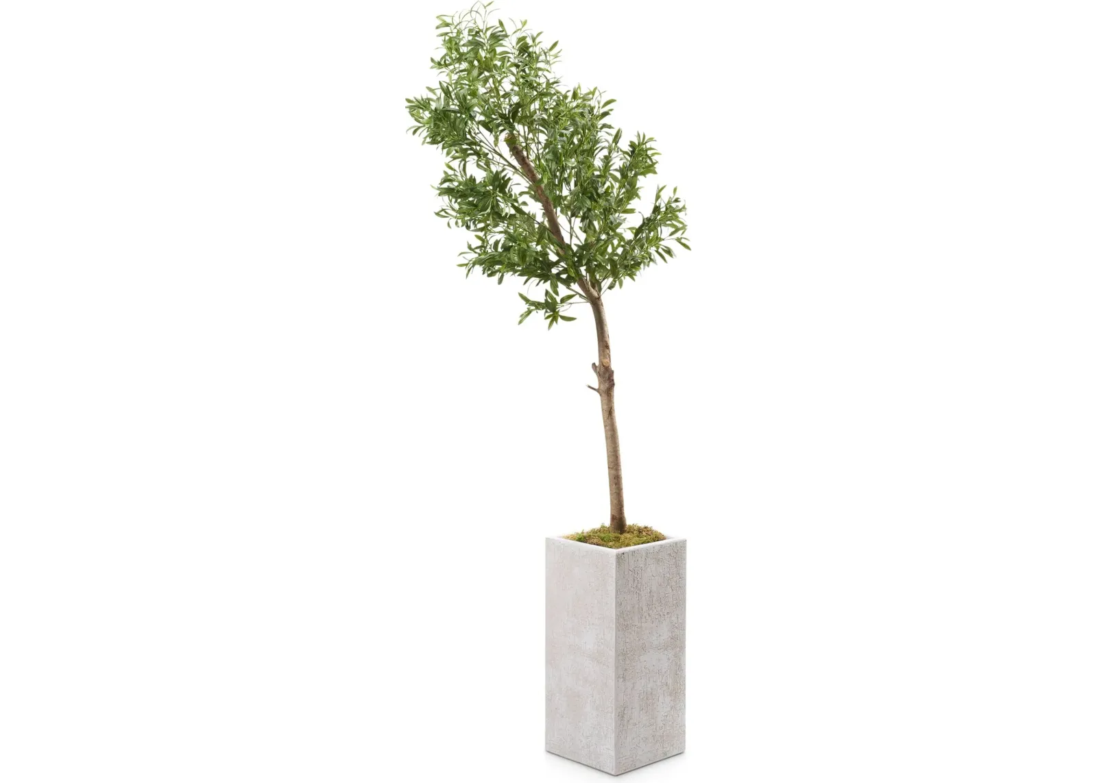 Faux 6.5' Olive Tree with White Sanibel Planter - Medium