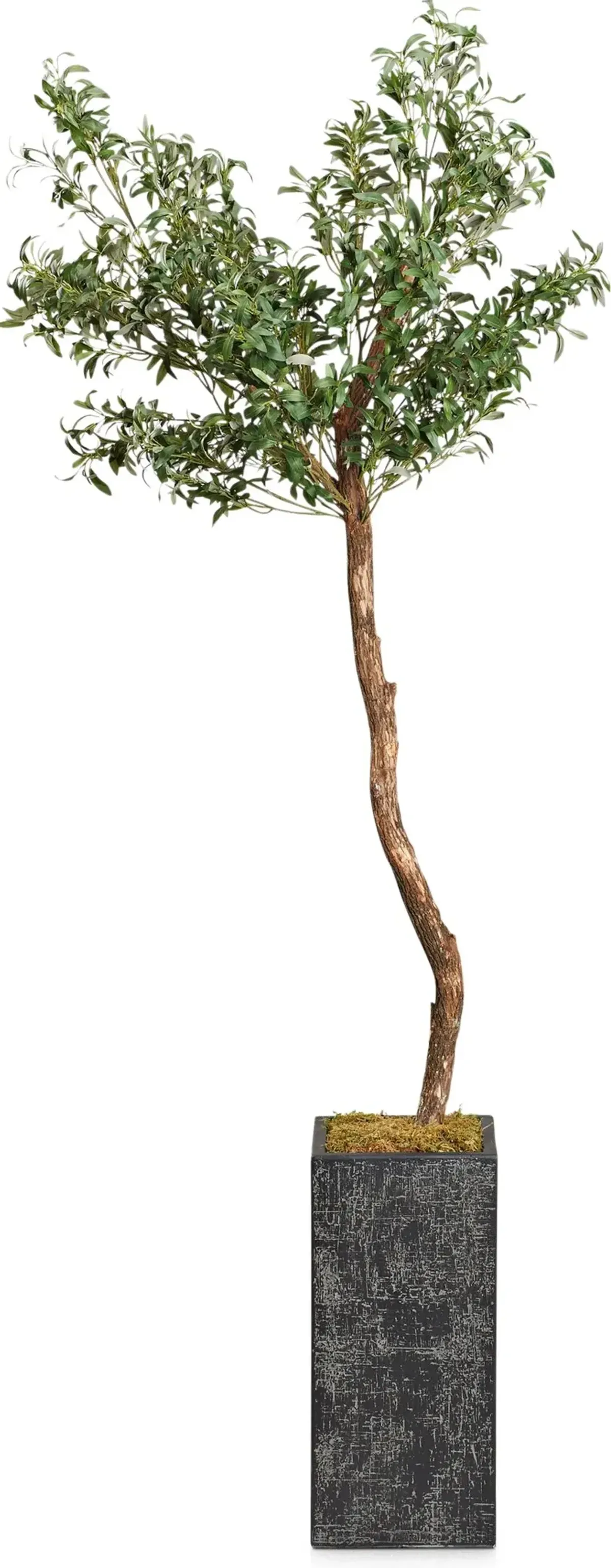 Faux 6.5' Olive Tree with Black Sanibel Planter - Medium