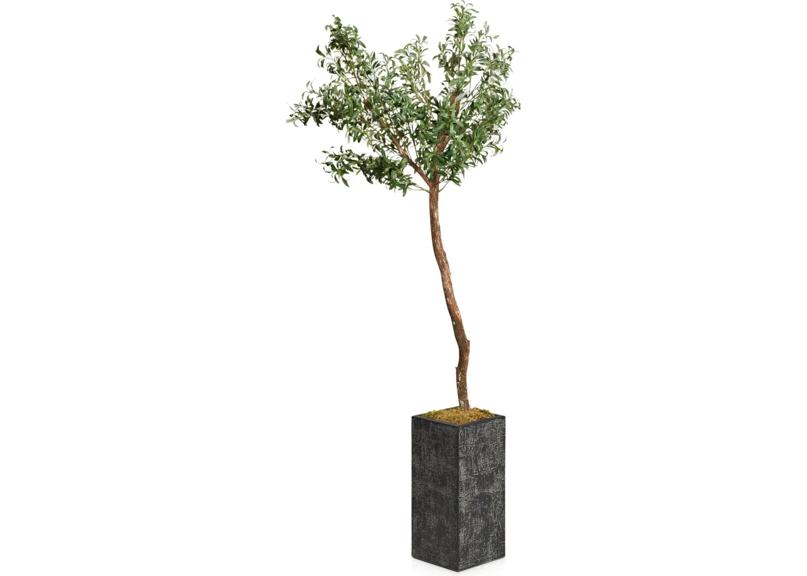 Faux 6.5' Olive Tree with Black Sanibel Planter - Medium