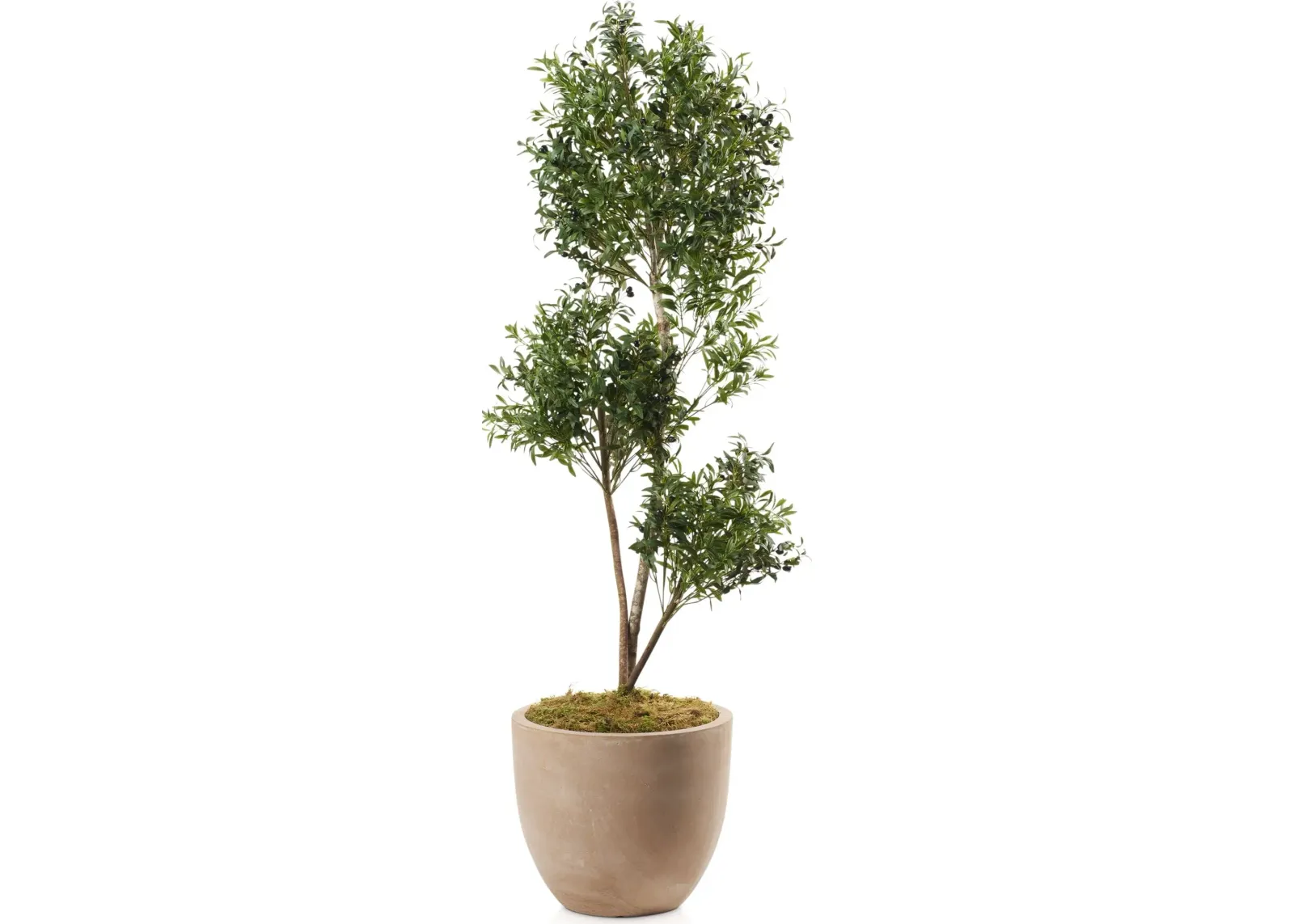 Faux 7.5' Olive Tree with Sandstone Planter - Large