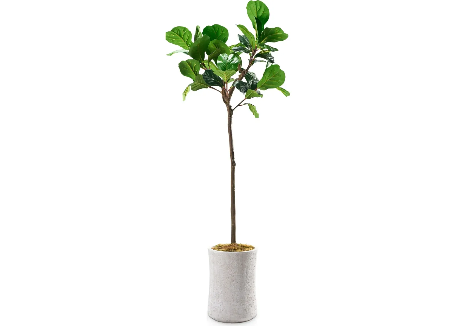 Faux 6' Fiddle Leaf Fig Tree with Zen Planter - Medium