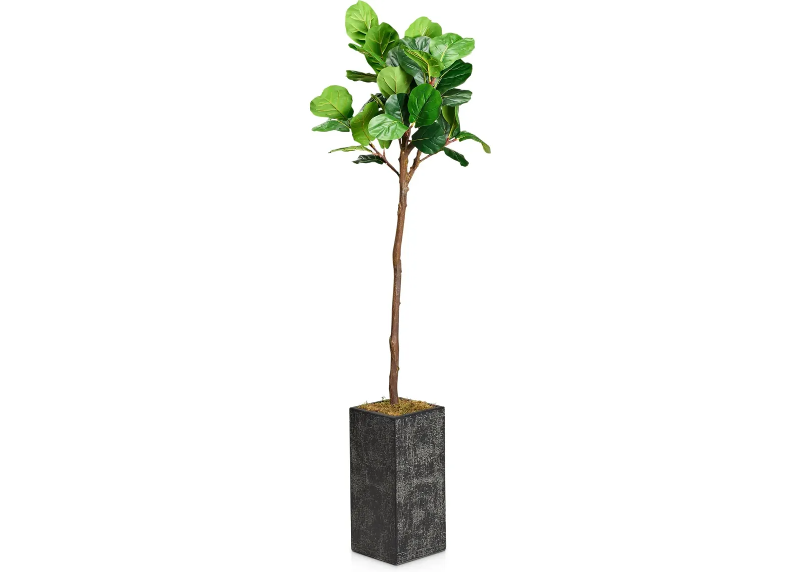 Faux 6.5' Fiddle Leaf Fig Tree with Black Sanibel Planter - Medium