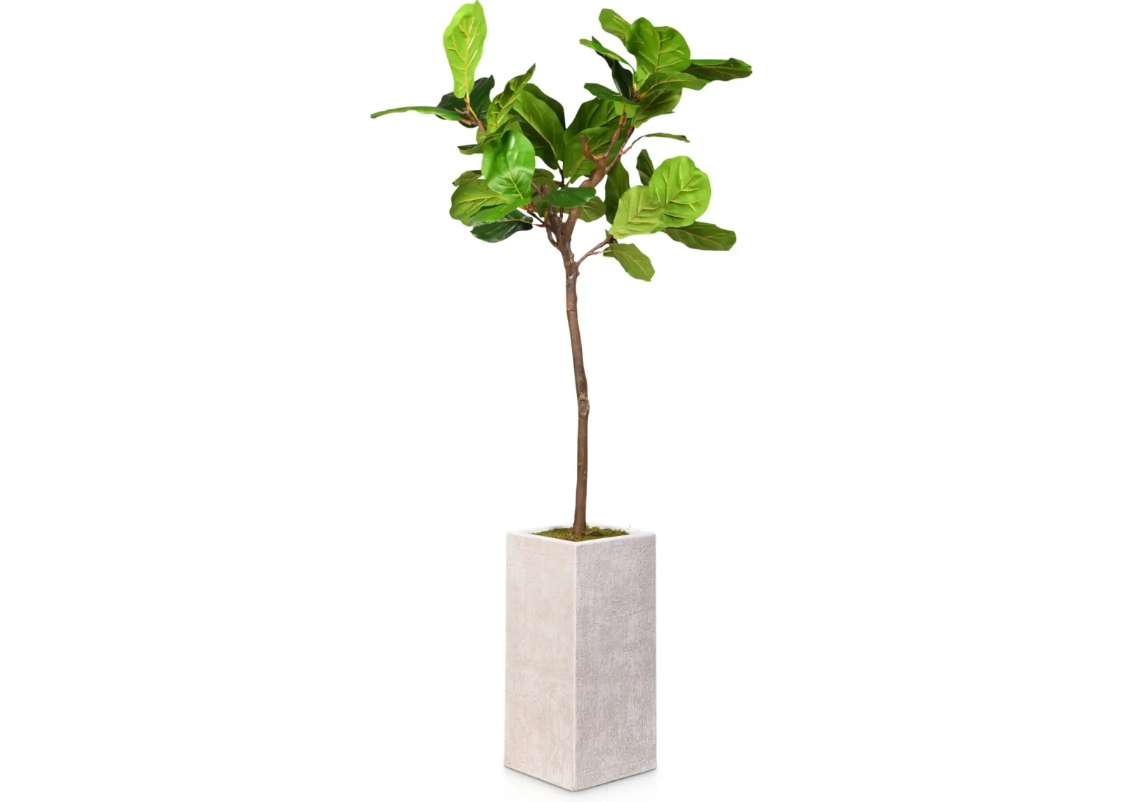 Faux 6.5' Fiddle Leaf Fig Tree with White Sanibel Planter - Medium