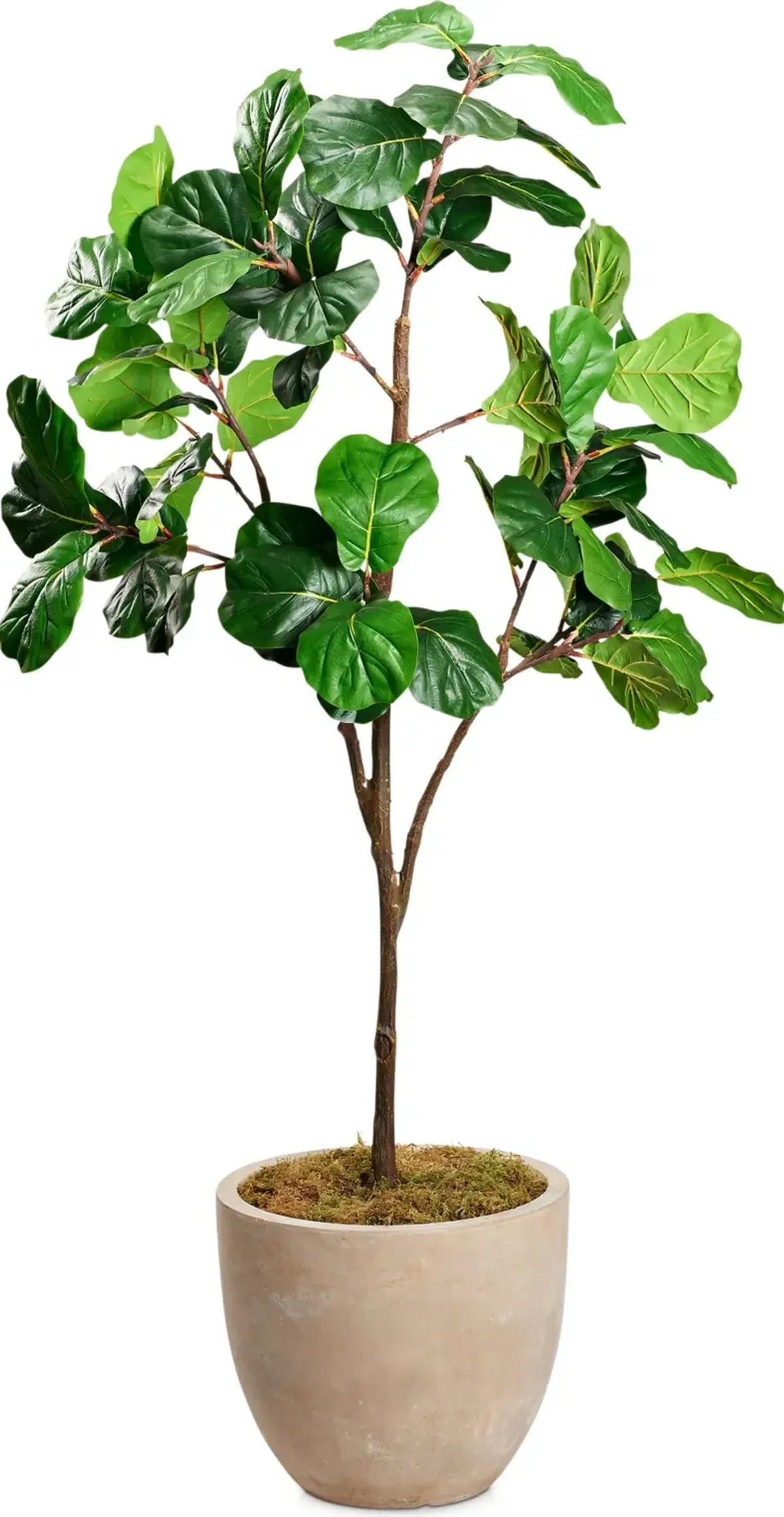 Faux 8' Fiddle Leaf Fig Tree with Sandstone Planter - Large