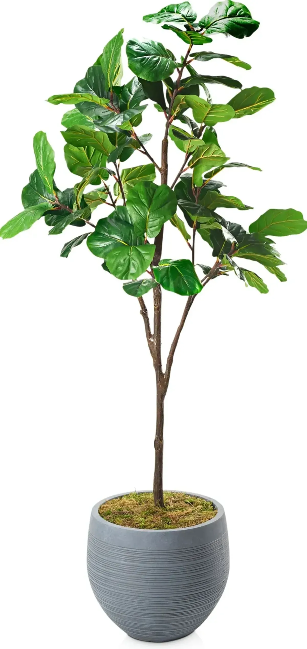 Faux 8' Fiddle Leaf Fig Tree with Joel Planter - Large