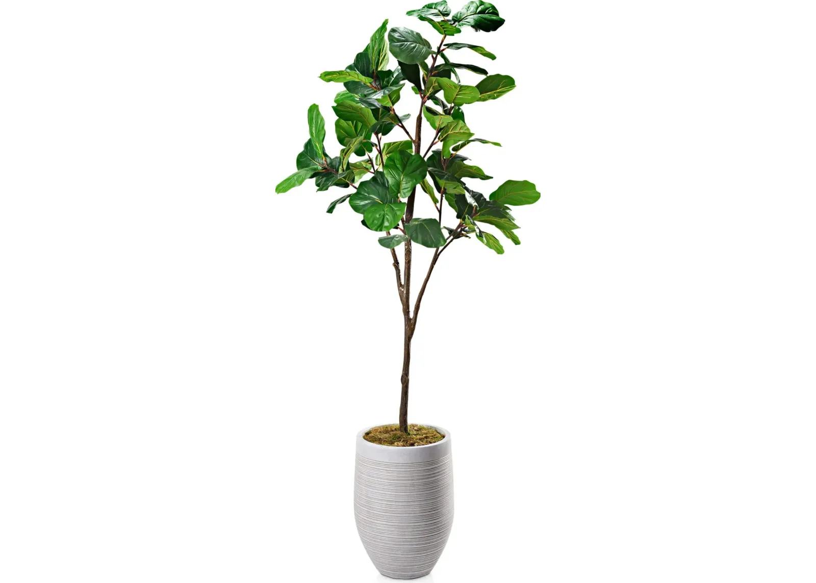 Faux 8.5' Fiddle Leaf Fig Tree with Laurel Planter - Large