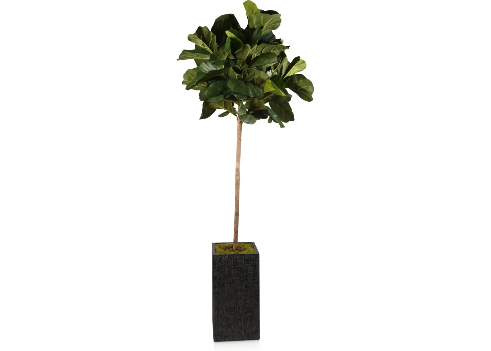 Faux 8' Round Fiddle Leaf Fig Tree with Black Sanibel Planter - Large