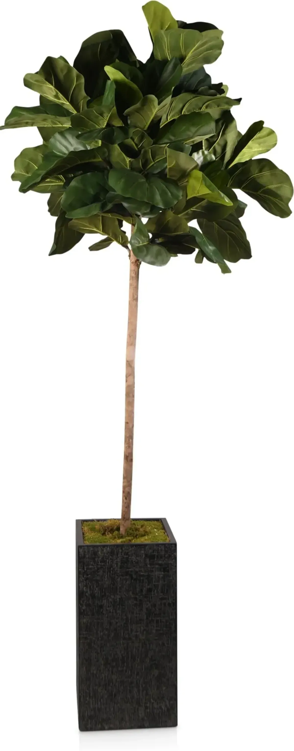 Faux 8' Round Fiddle Leaf Fig Tree with Black Sanibel Planter - Large