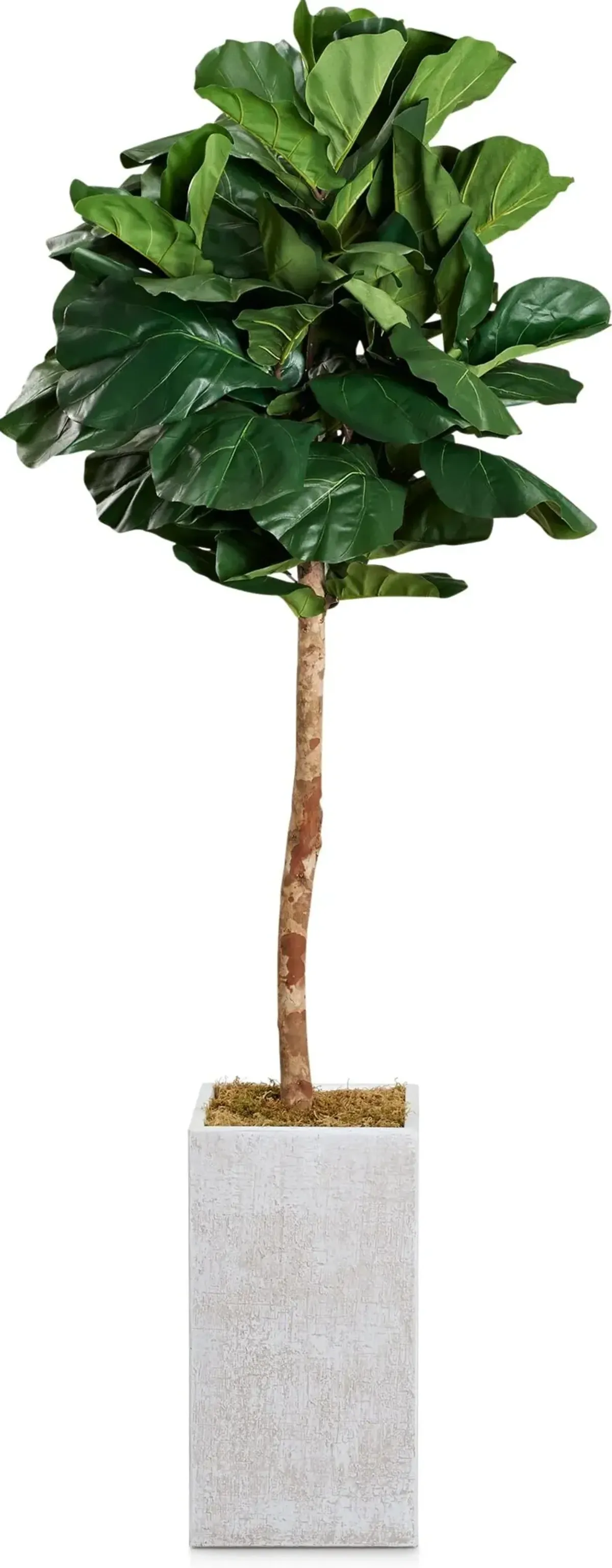 Faux 8' Round Fiddle Leaf Fig Tree with White Sanibel Planter - Large