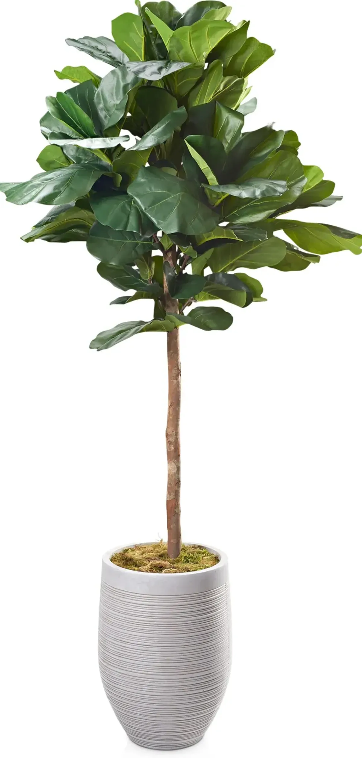 Faux Round Fiddle Leaf Fig Tree with Laurel Planter - Large