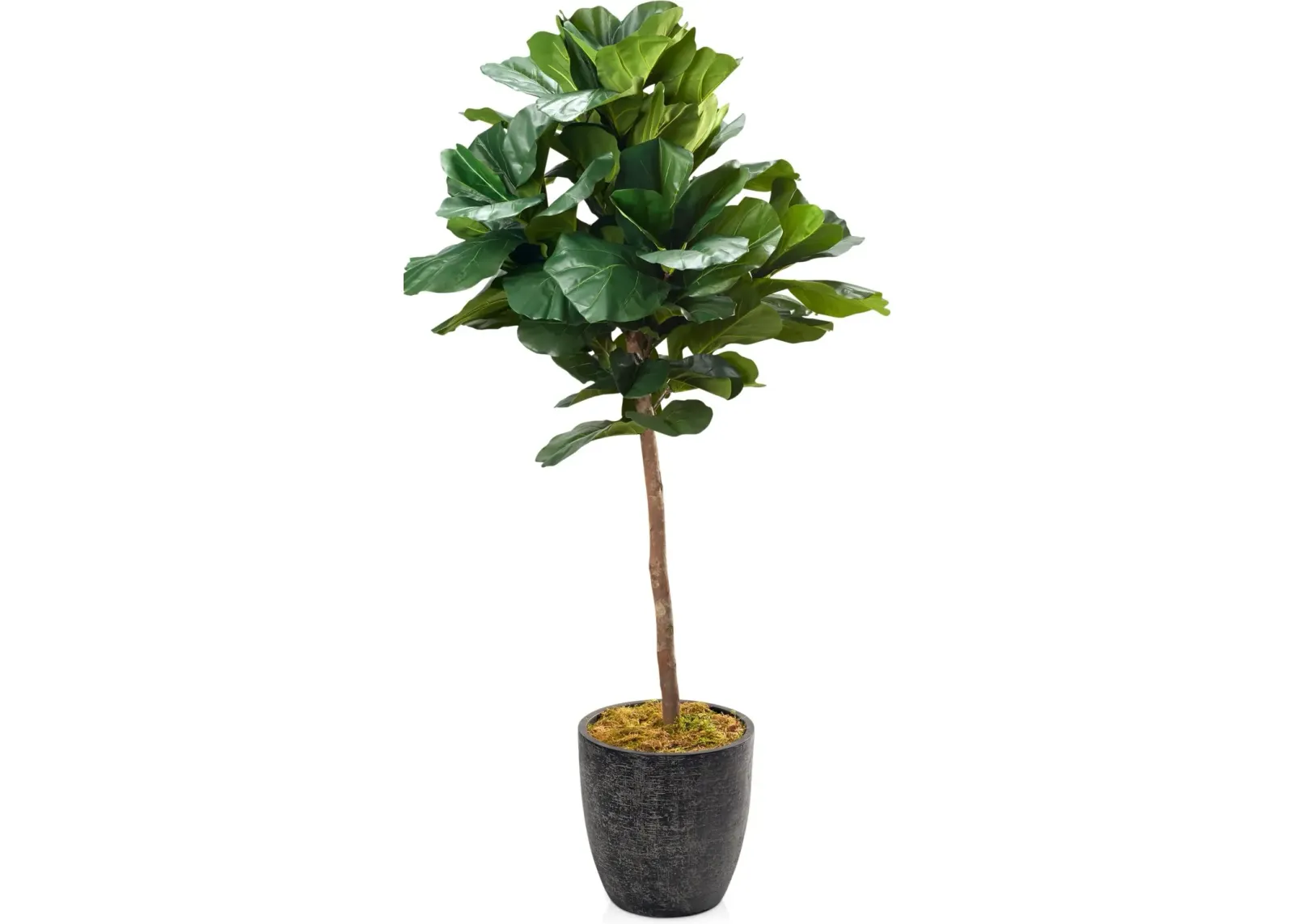 Faux 7' Round Fiddle Leaf Fig Tree with Summit Planter - Large