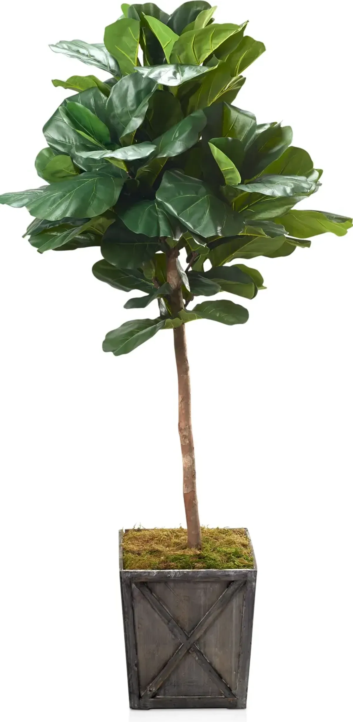 Faux 7' Round Fiddle Leaf Fig Tree with Farmhouse Wood Planter - Large