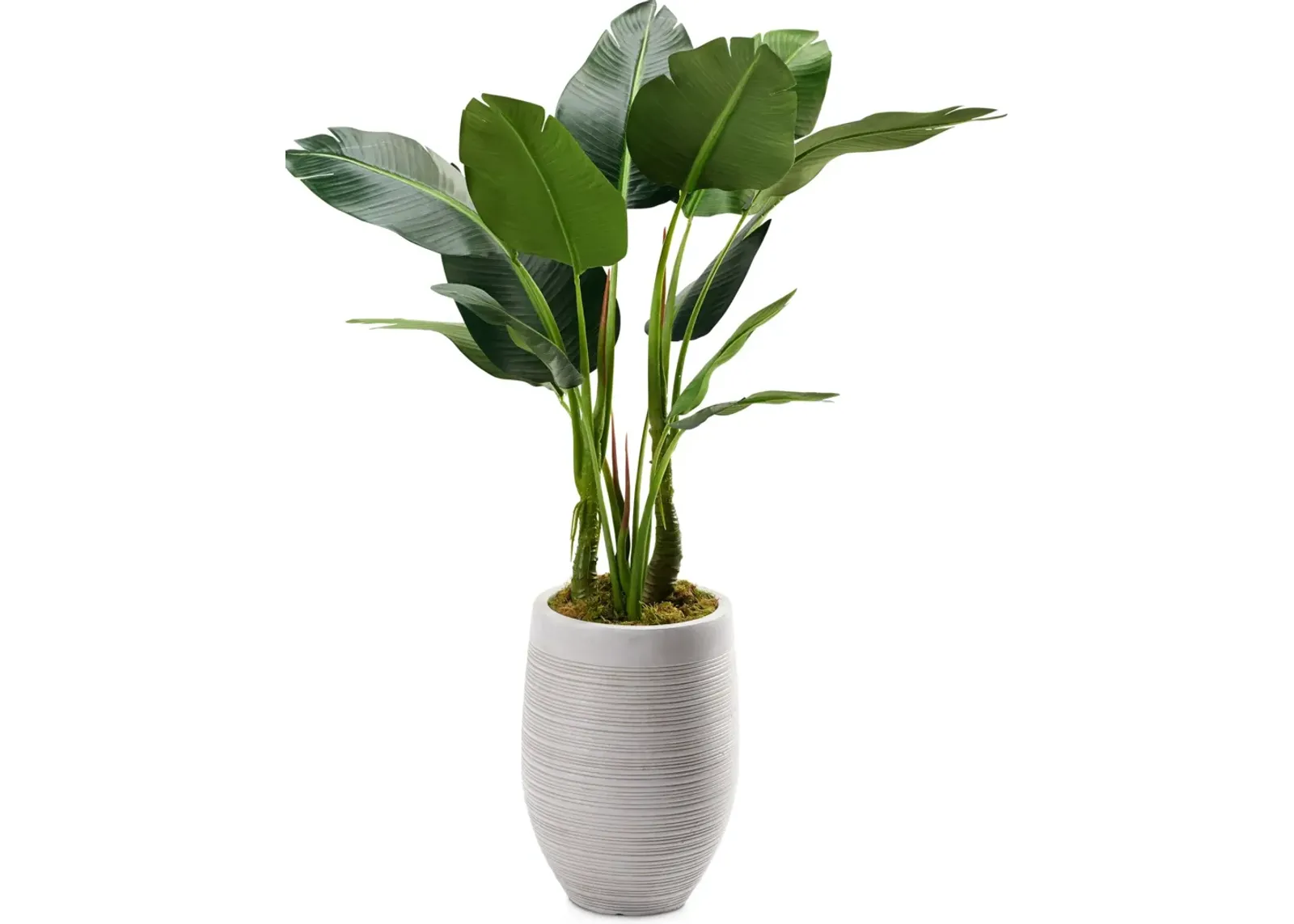 Faux 5' Bird of Paradise Plant with Laurel Planter - Medium