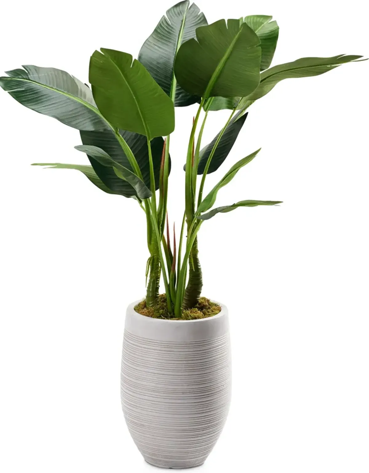 Faux 5' Bird of Paradise Plant with Laurel Planter - Medium