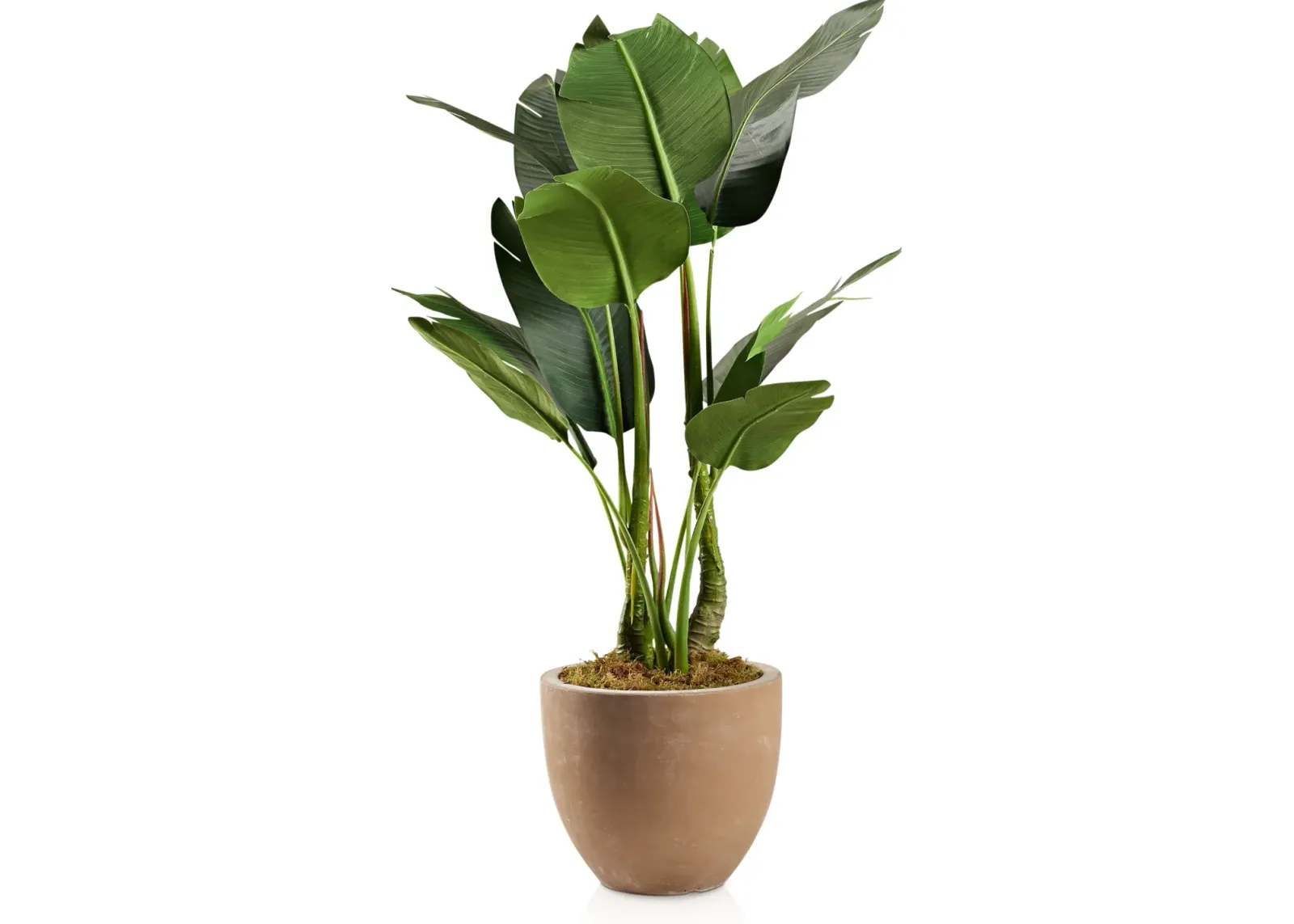 Faux 4.5' Bird of Paradise Plant with Sandstone Planter - Small