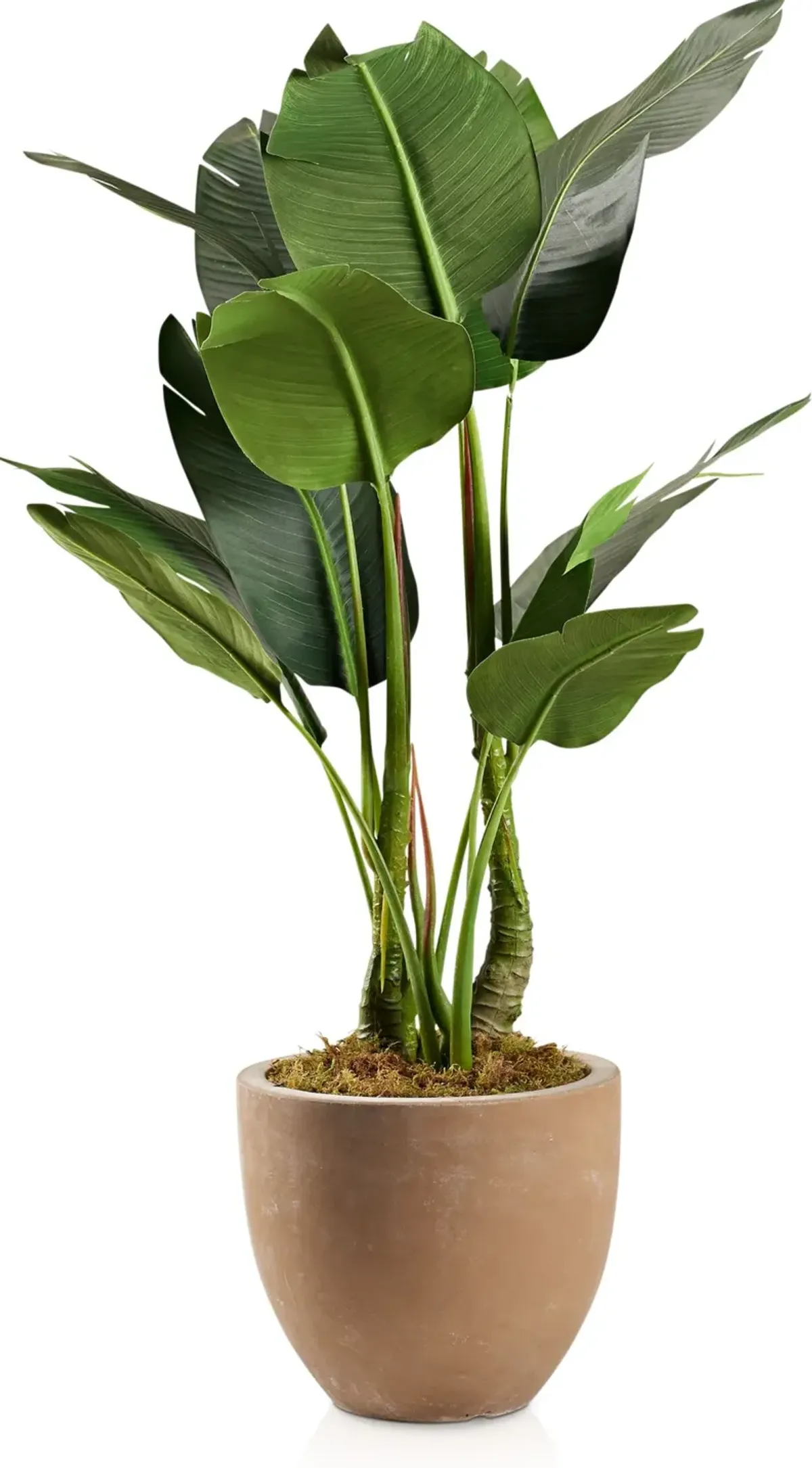 Faux 4.5' Bird of Paradise Plant with Sandstone Planter - Small