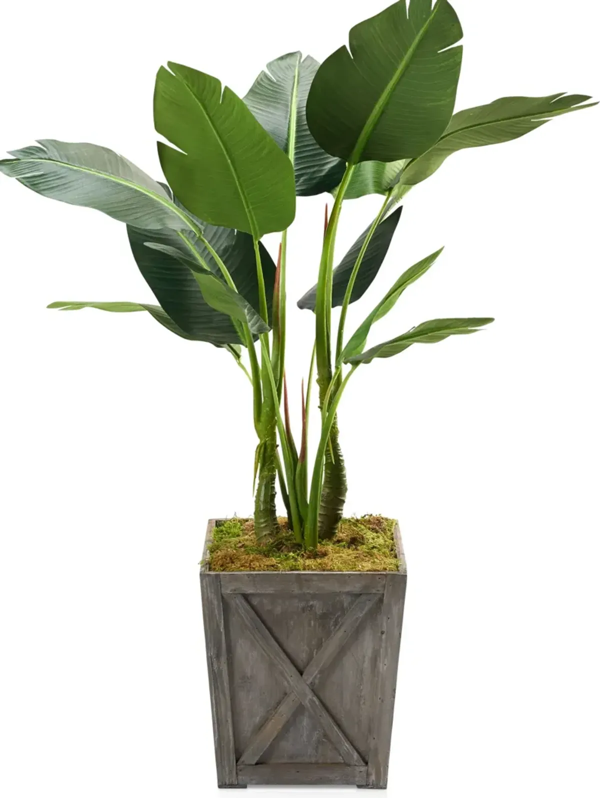 Faux 5' Bird of Paradise Plant with Farmhouse Wood Planter - Medium