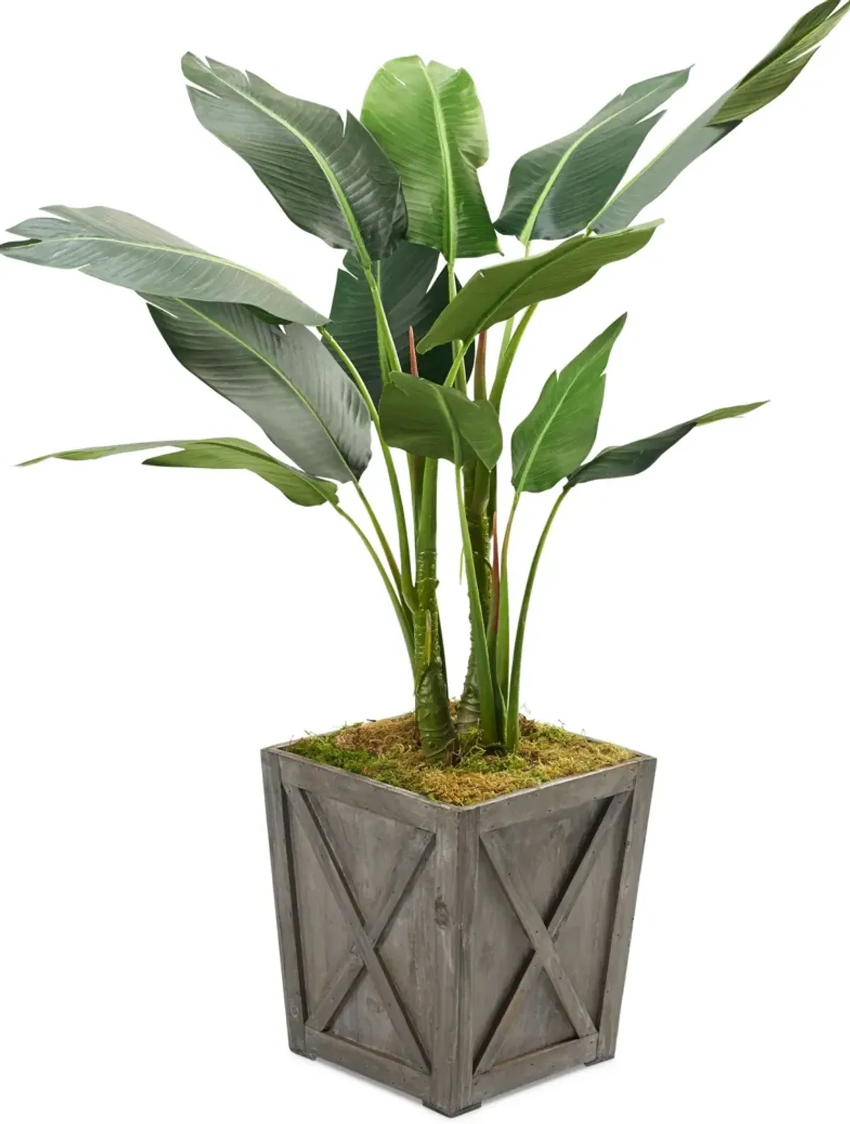 Faux 5' Bird of Paradise Plant with Farmhouse Wood Planter - Medium