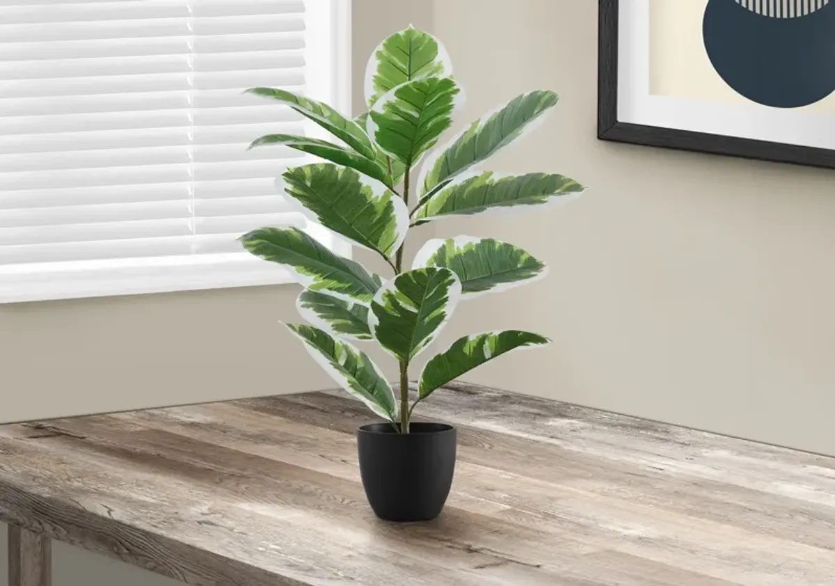 Faux 2' Rubber Tree with Black Planter