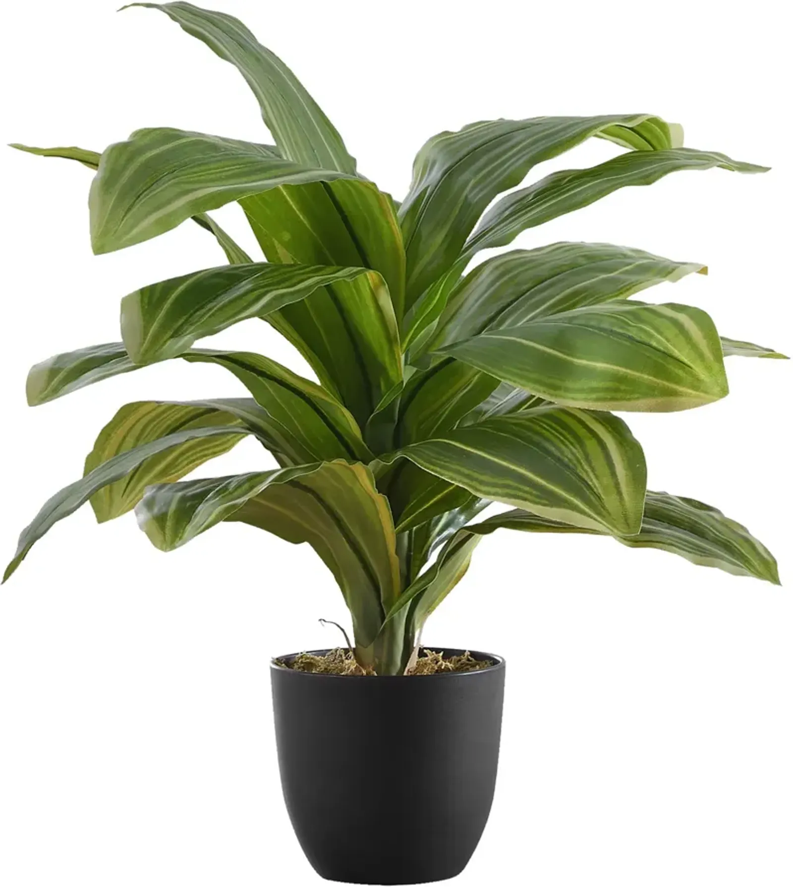 Faux 1' Dracaena Tree with Black Planter