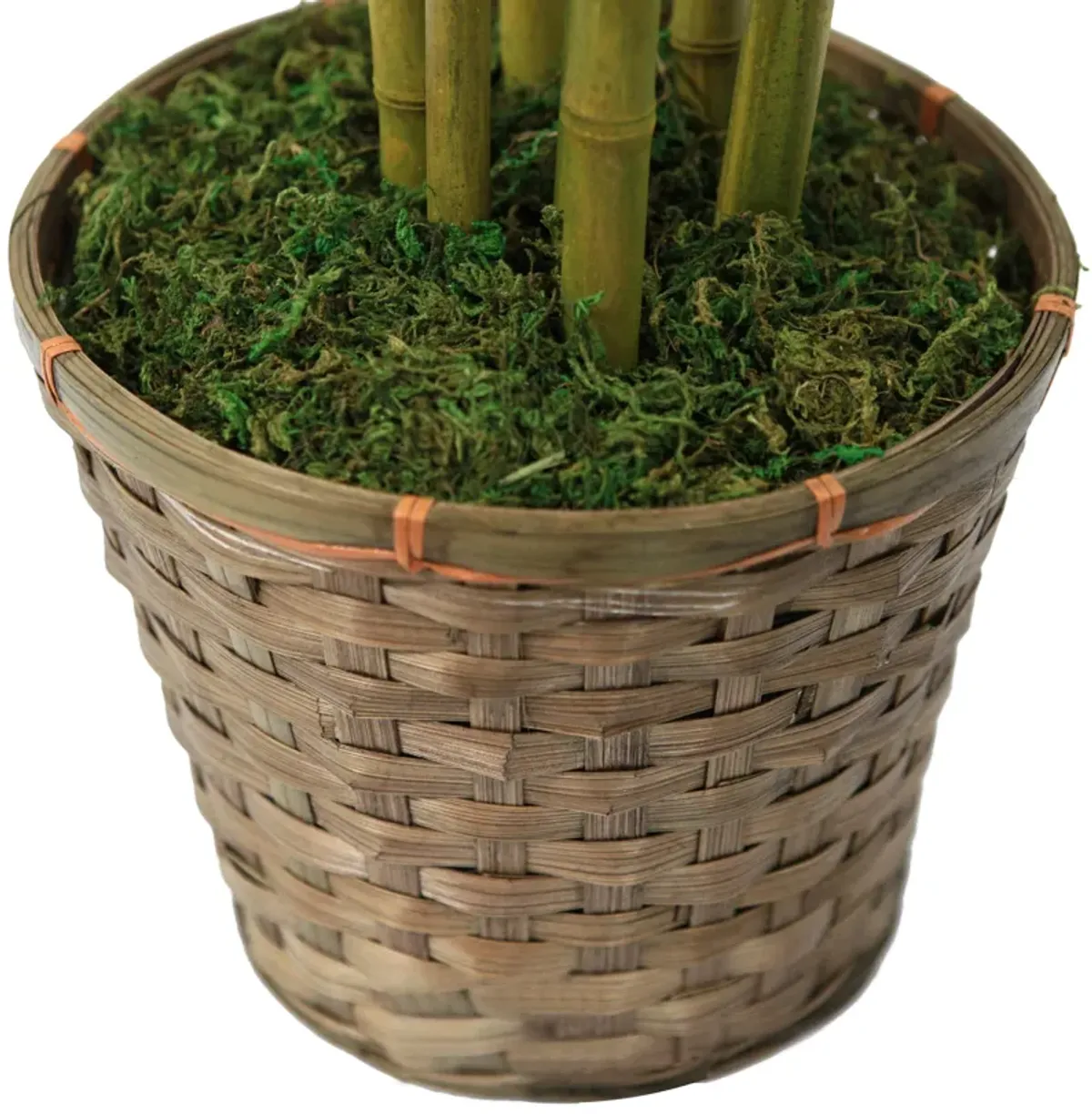 72" Tall Bamboo Tree with Pot