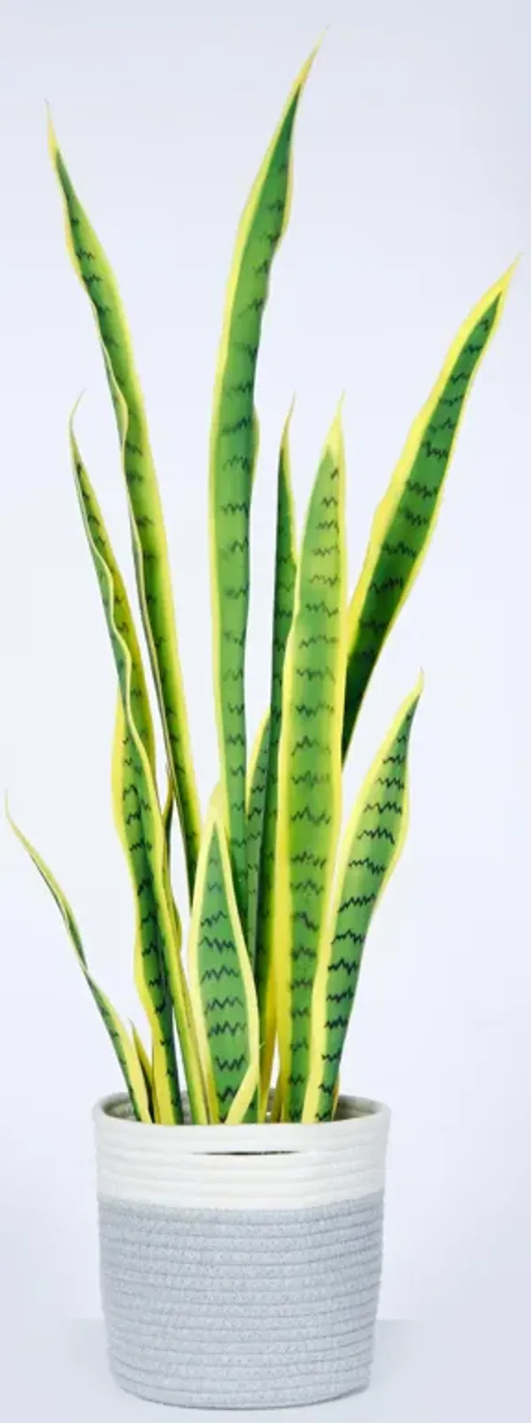 Artificial Golden Snake Plant in a rope basket