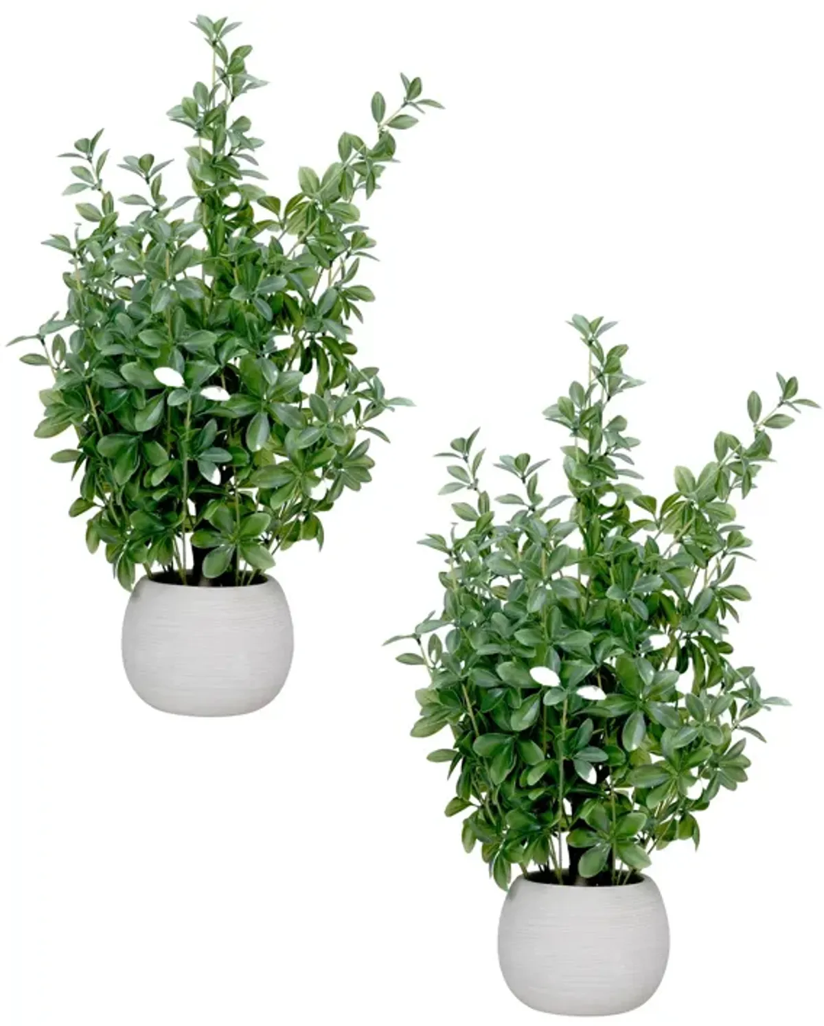 2-pack 18" Faux Olive Trees in Round Beige Ceramic Planters