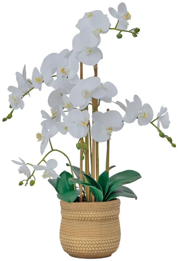 30" White Orchid Arrangement in a Large Tan Ceramic Planter | Real Touch White Moth Phalaenopsis Orchids by Fiori Sempre