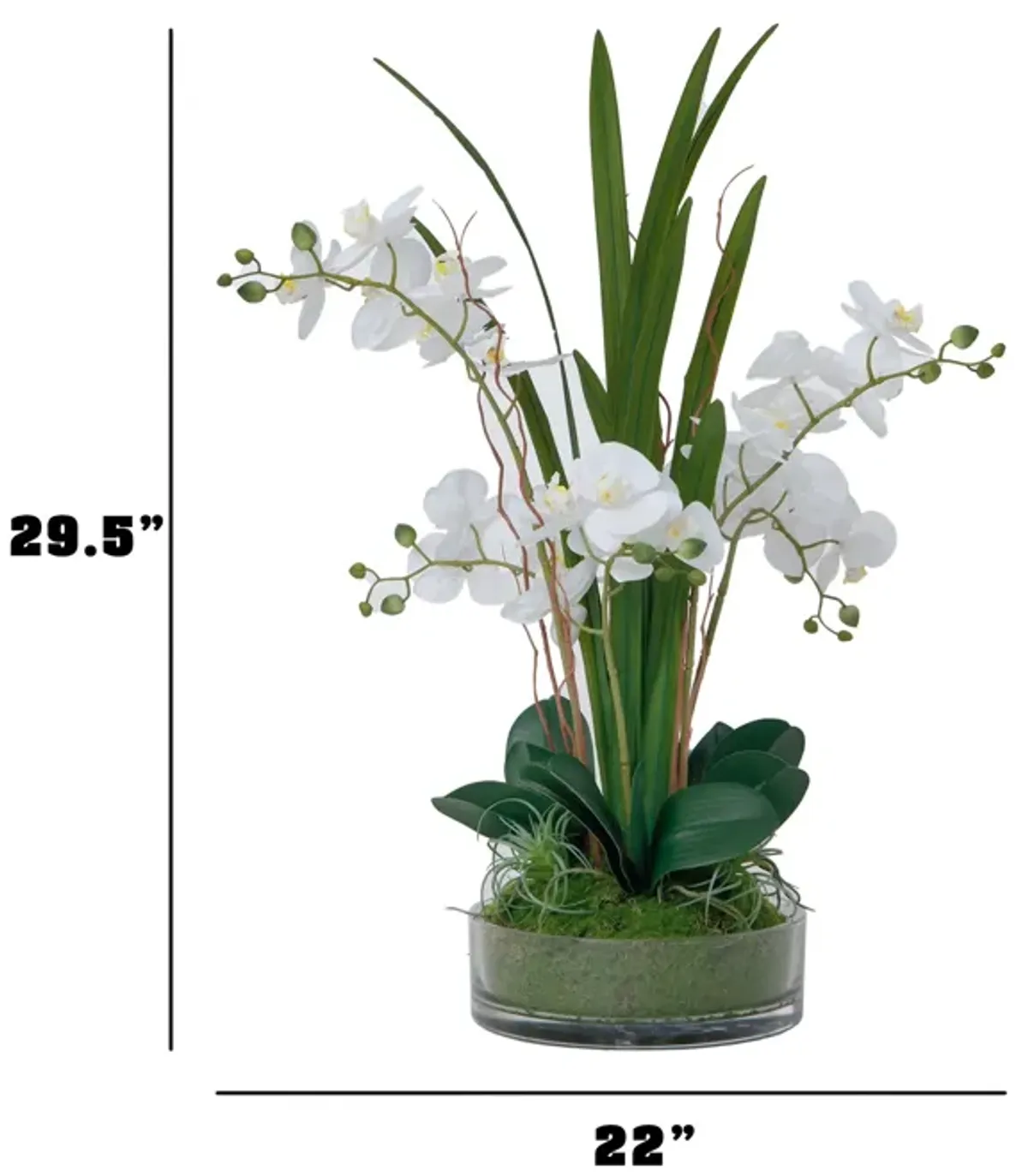 29.5" White Orchid Arrangement in a Glass Vase| Real Touch White Moth Phalaenopsis Orchids by Fiori Sempre