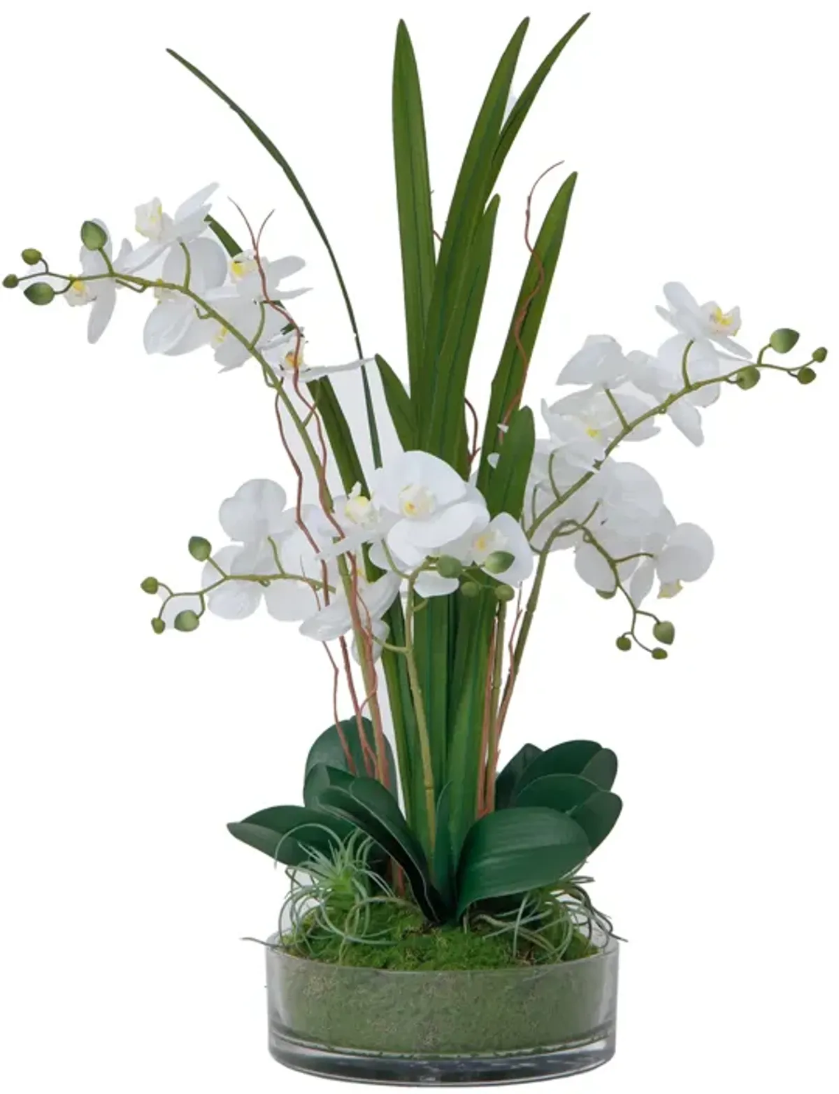 29.5" White Orchid Arrangement in a Glass Vase| Real Touch White Moth Phalaenopsis Orchids by Fiori Sempre