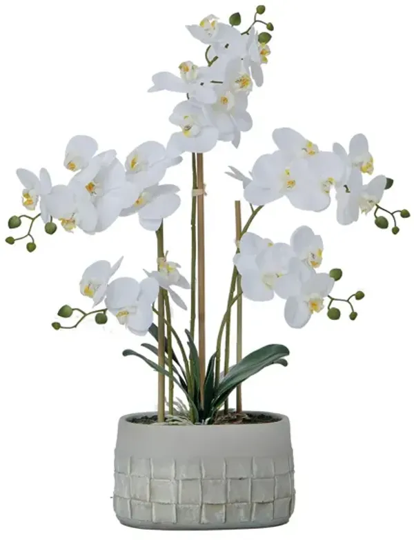27" White Orchid Arrangement in a Grey Stonelike Planter