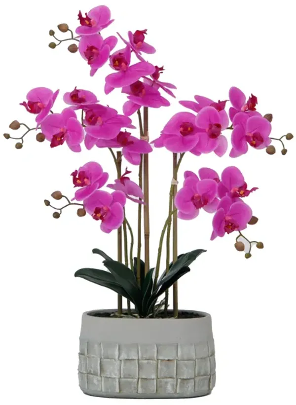 27" Purple Orchid Arrangement in a Grey Stonelike Planter