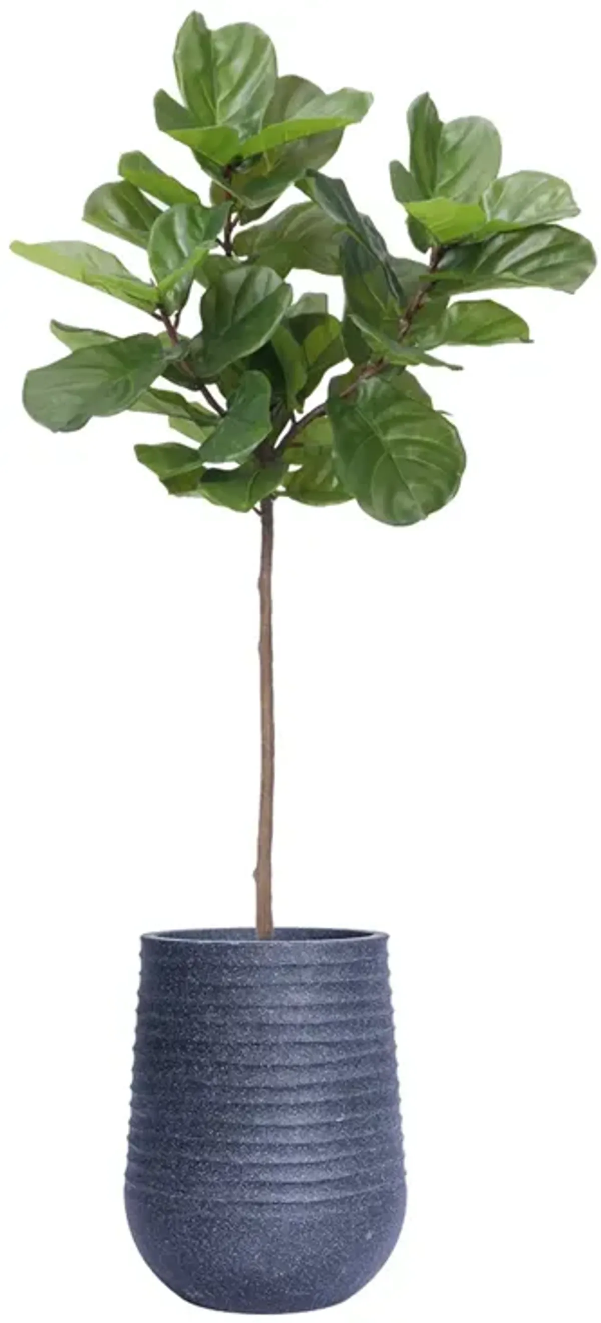 59" Vintage Real Touch Fig Tree with large luxurious leaves - Perfect for indoor and outdoor use