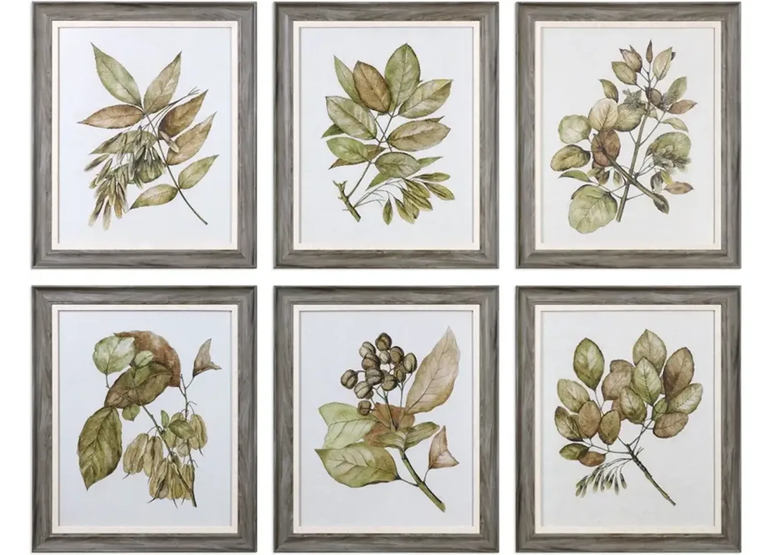 Seedlings Framed Prints S/6