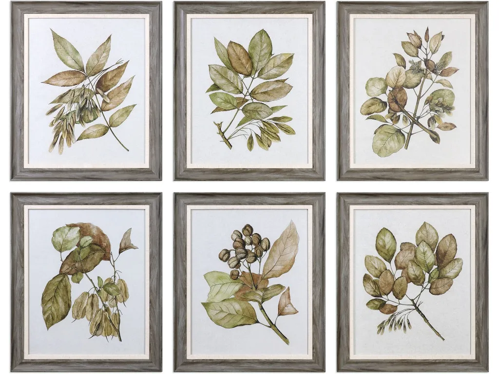 Seedlings Framed Prints S/6