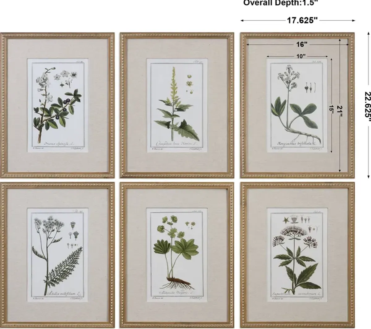 Green Floral Botanical Study Prints Set/6