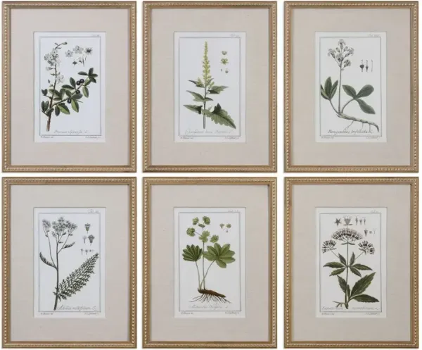 Green Floral Botanical Study Prints S/6