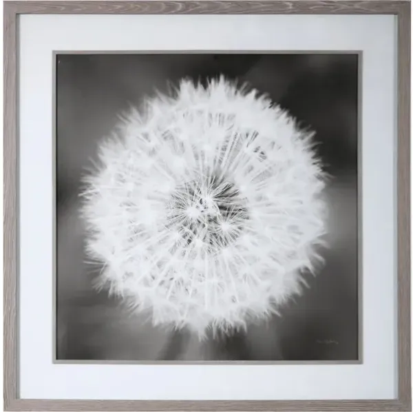 Dandelion Seedhead Framed Print