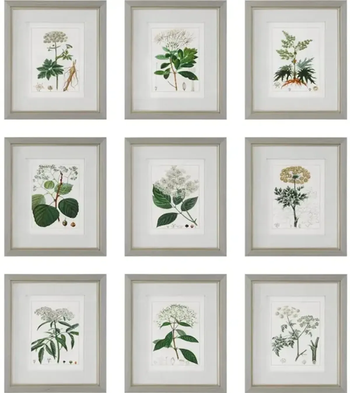 Antique Botanicals Framed Prints, S/9