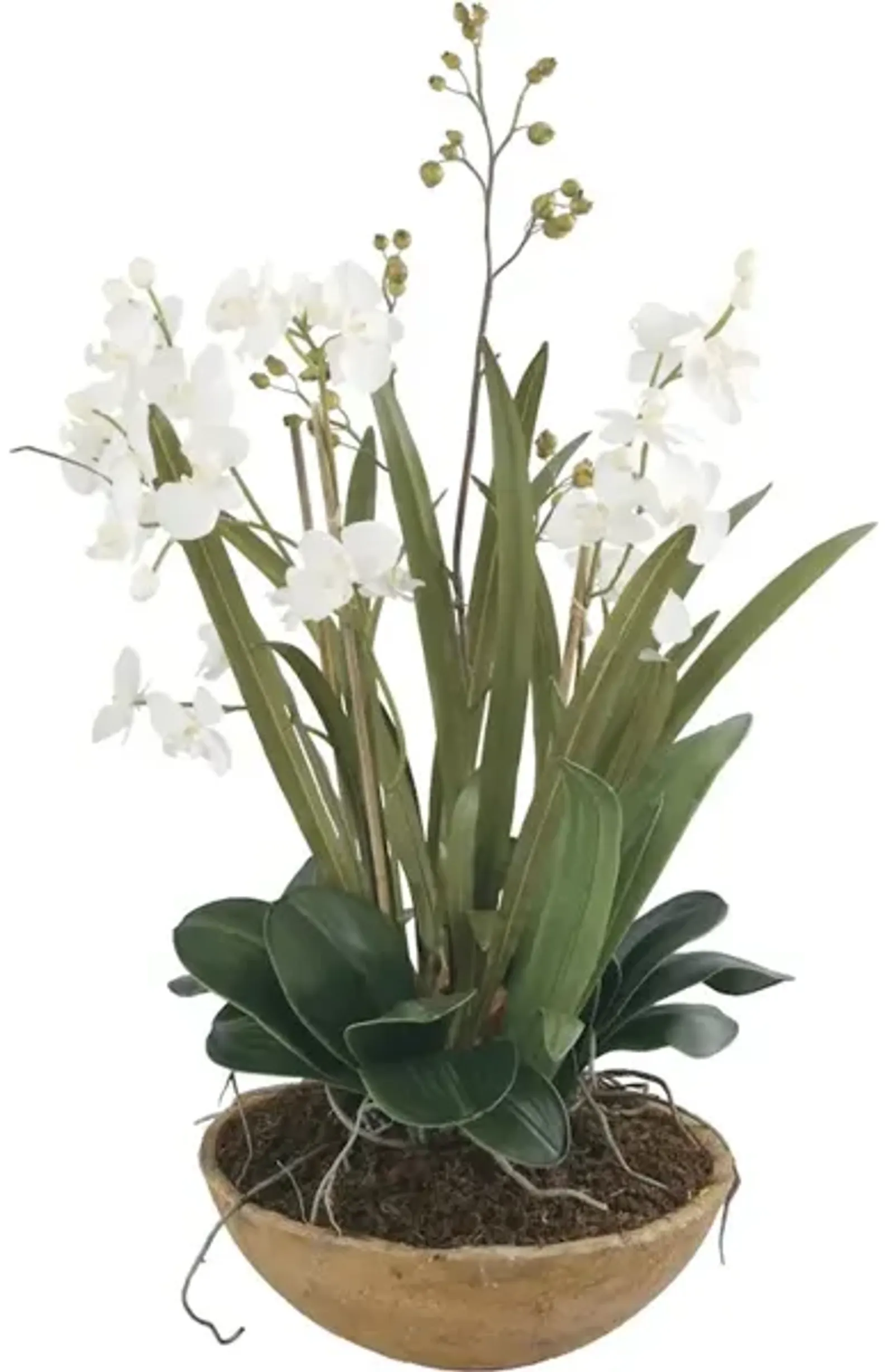 Moth Orchid Planter