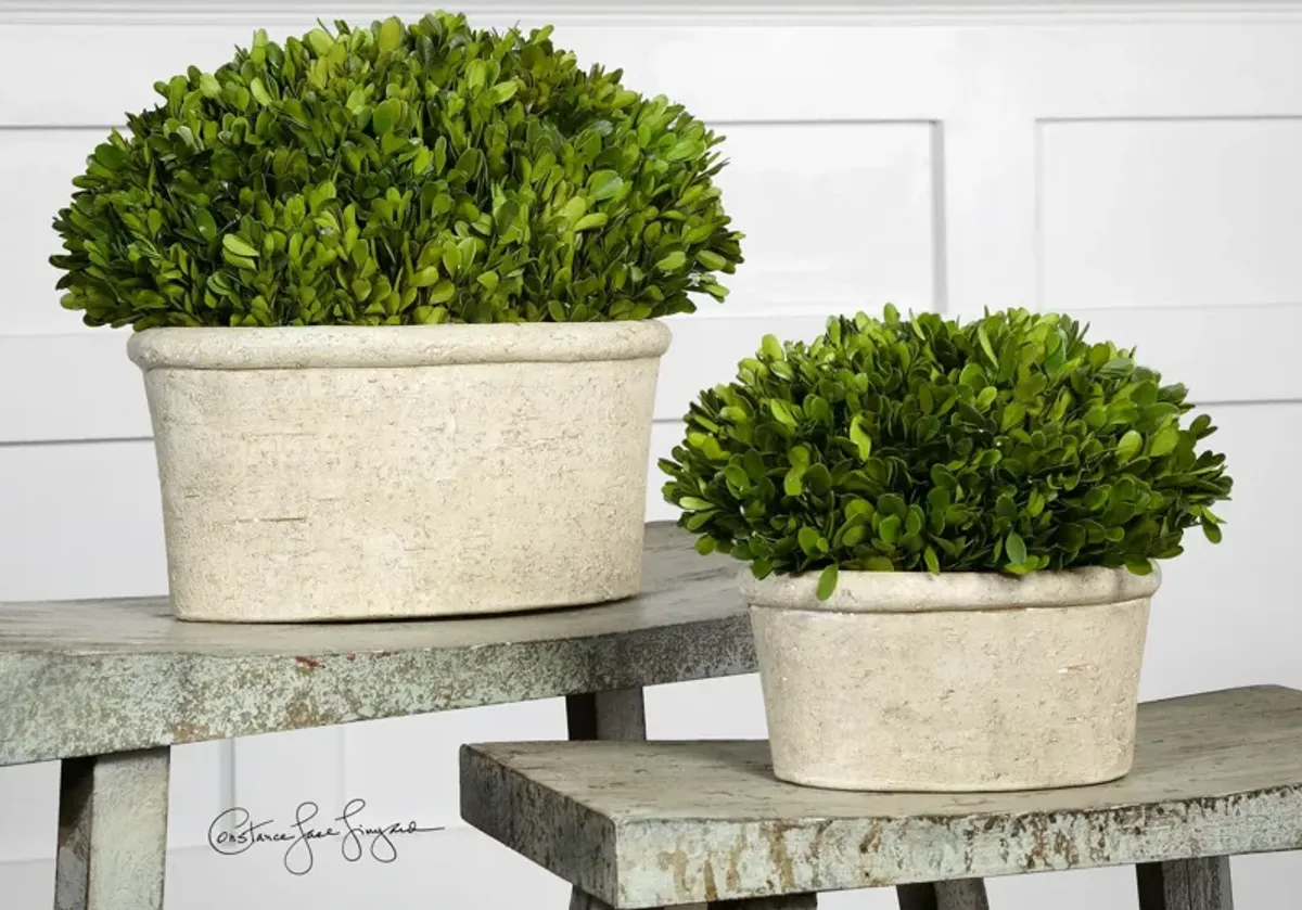 Oval Domes Preserved Boxwood Set/2