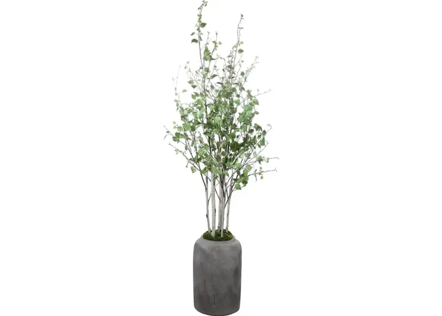 Aldis Potted River Birch