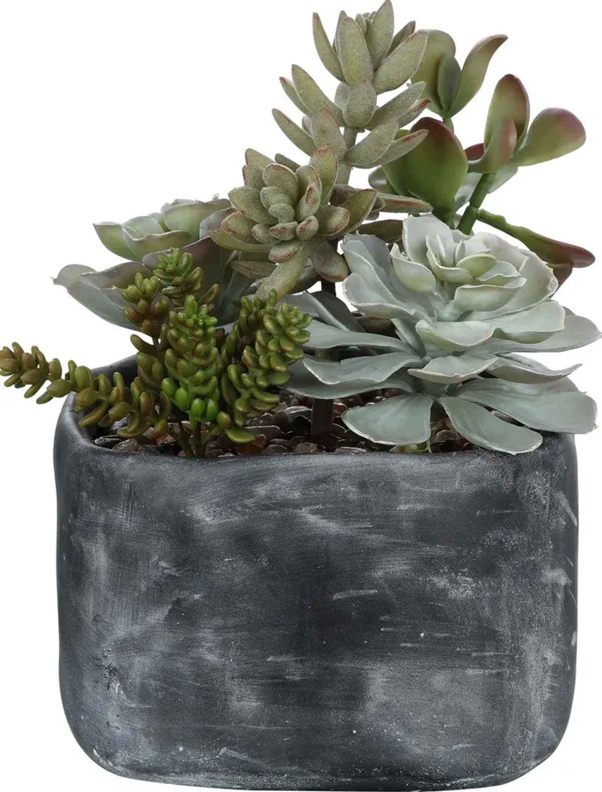Alverio Desert Garden Succulents