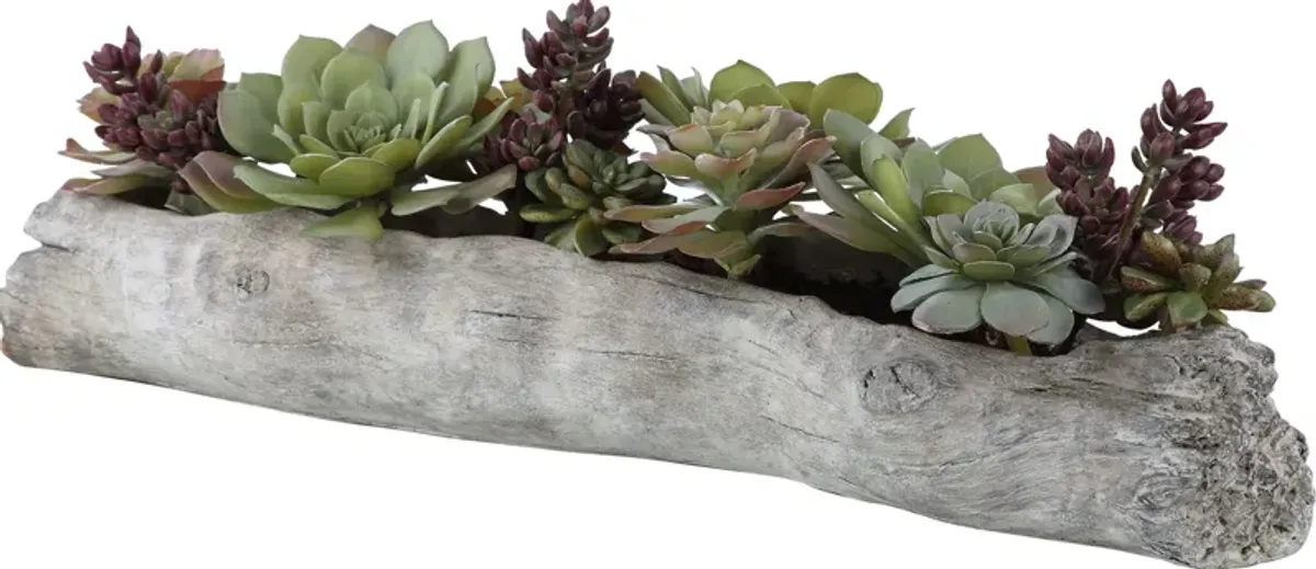 Charita Lush Succulents
