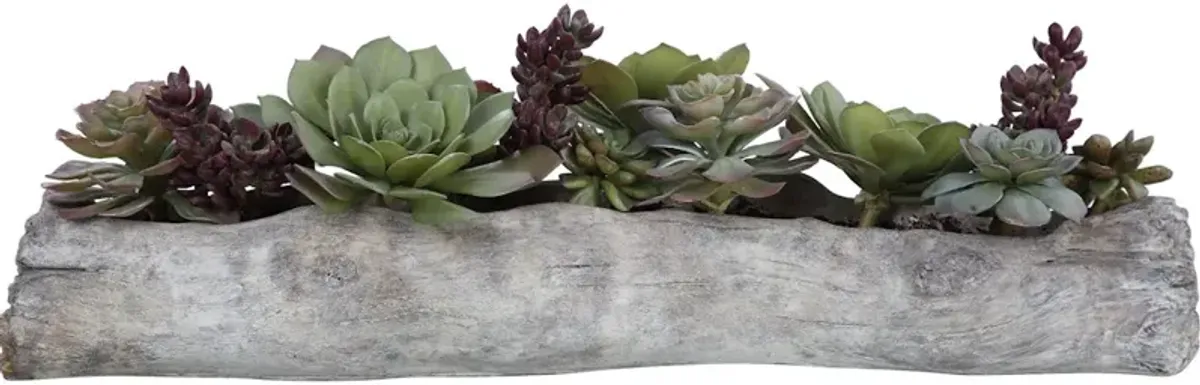 Charita Lush Succulents