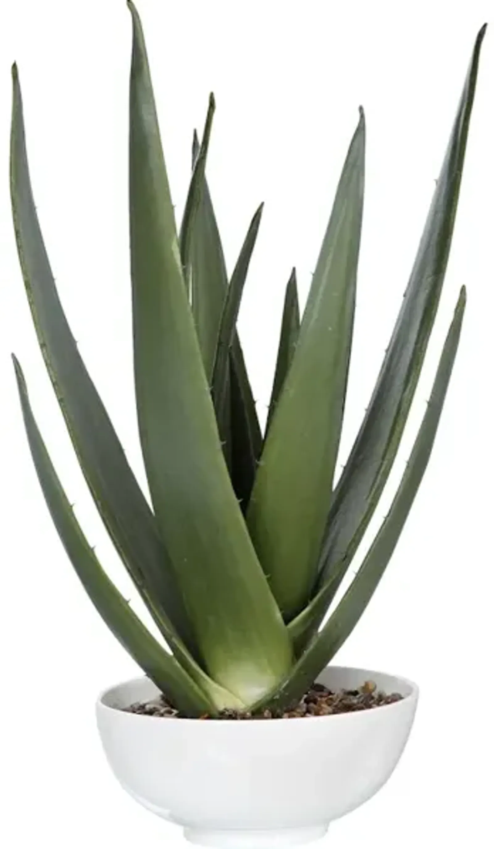 Evarado Aloe Planter