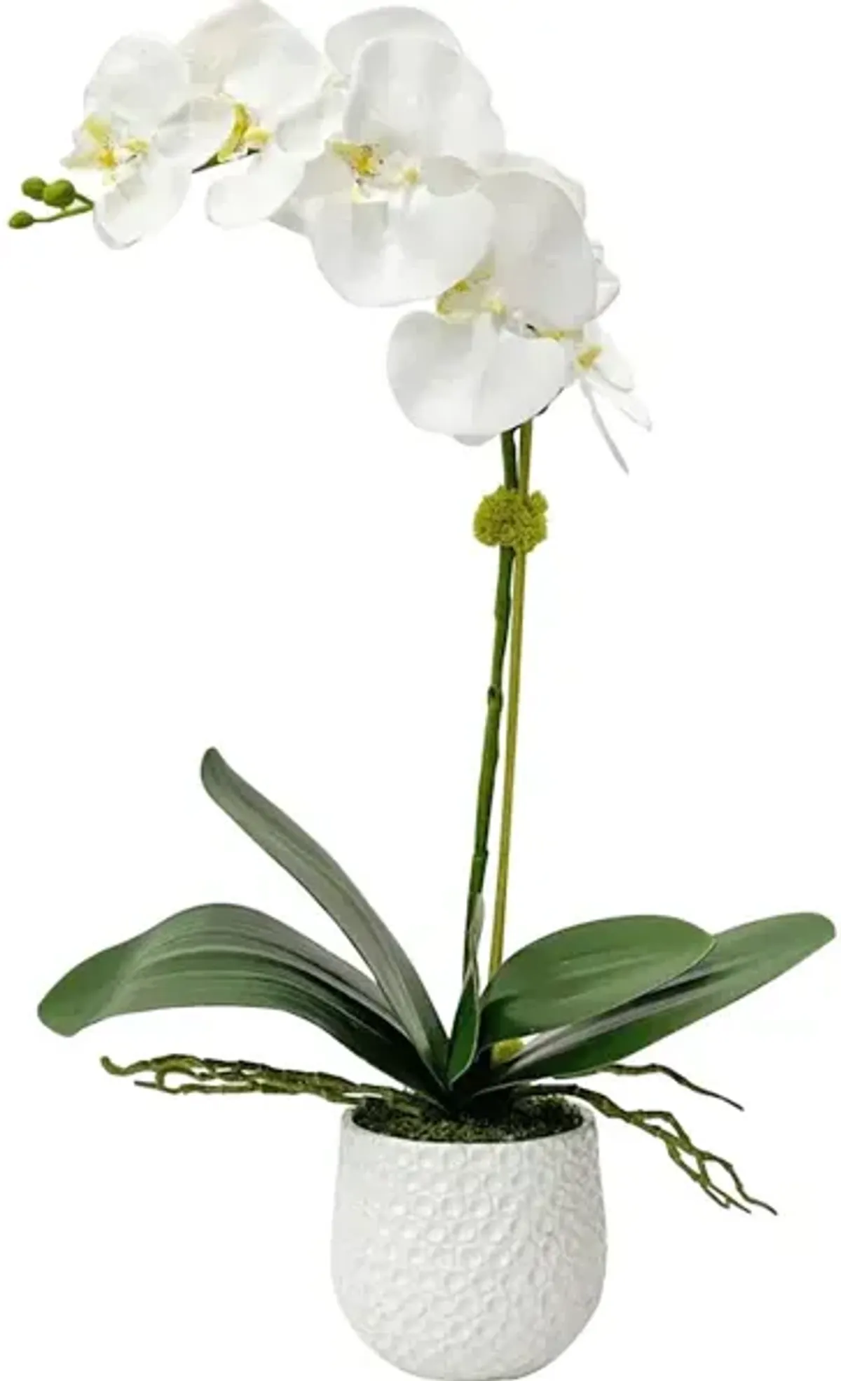 Cami White Orchid